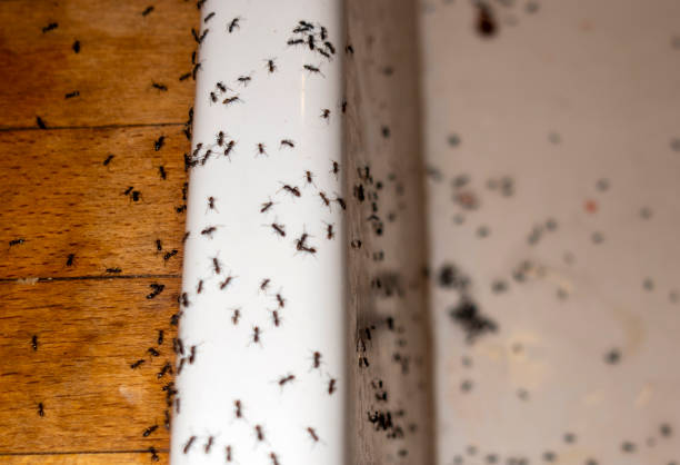 Best Exterminator Services  in Sausalito, CA